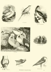 Página del Museo Pictórico de la Naturaleza Animada